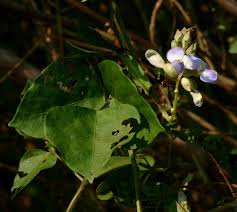 Image result for Psophocarpus scandens