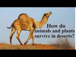 Camels can survive in the desert by holding water. How Do Animals And Plants Survive In Deserts Youtube Desert Animals Animal Adaptations Animals Images