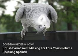How do you say parrot in spanish. British Parrot Went Missing For Four Years Returns Speaking Spanish Brandnewsentence