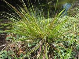 Image result for Eragrostis inamoena