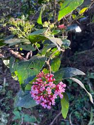 Image result for Rogiera cordata