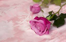 8 Most Popular Valentine's Day Flowers ...