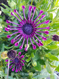 Image result for foto Osteospermum