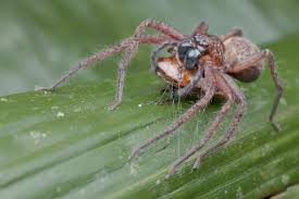 Installing adequate lighting is always a priority for homeowners to brighten dark rooms and add beauty to their home. 10 Biggest Spiders In The World