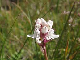Image result for Disa aconitoides
