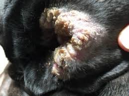 Image result for mold in the ear dog