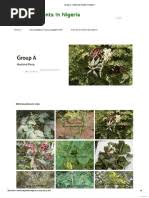 Image result for Synadenium pereskiifolium