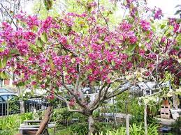 Palmtalk Orchid Tree Plants Garden Yard Ideas