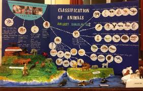 2nd Grade Science Fair Project Classification Of Animals Their Habitats Science Fair Projects Fair Projects Science Fair