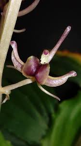 Image result for Liparis tridens