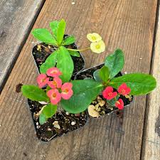 Image result for Synadenium cameronii