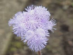 List of perennial flowers h. A List Of Perennial Flowers From A To Z With Pictures