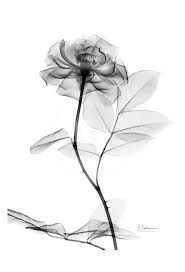 Black And White Watercolor Tattoo Rose In Full Bloom In Black And White Art Print Albert Koetsier Art Com Full Sleeve Tattoos Xray Flower Xray Art