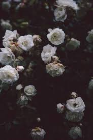 Igorvetushko smiling african american mother and grandmother hugging smiling granddaughter with bouquet of flowers isolated on grey. Aesthetic Grunge Flowers Beauty Nature Vintage Photography Https Weheartit Com Entry 324998577 Dark Flowers Flower Aesthetic Flowers Photography