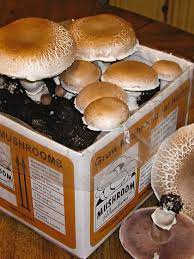 Giant Portabella Mushroom Growing Kit Stuffed Mushrooms Stuffed Portabella Mushrooms Mushroom Kits