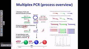 Mark sexton, ex police officer, has made a video on facebook which we will post below, saying stop taking the tests, and instead deliver them to your local police station together with the study and demand a criminal investigation re the offence of genocide. Multiplex Pcr Youtube