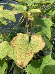 Image result for spider mites on cucumbers