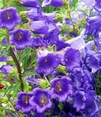 Canterbury Bells Flower Effects Best Flower Wallpaper