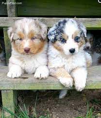 Red Merle And Blue Merle Australian Shepherds Australian Shepherd Puppies Cute Dogs And Puppies Aussie Puppies