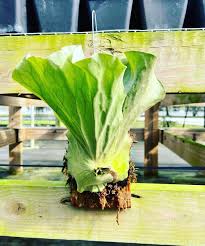 Image result for Platycerium elephantotis