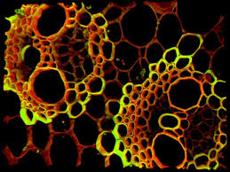 Leaf hydrilla cells under microscope cell plant 40x osmosis slide magnification elodea experiment bin verticillata water observed voyages trek biology. Sclerenchyma Tissue 40x Bio Art Microscopic Cells Things Under A Microscope