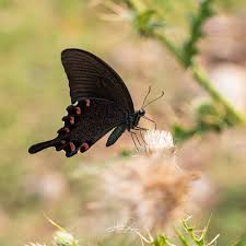 We did not find results for: Hsh Design Chinese Peacock Butterfly Peacock Facebook