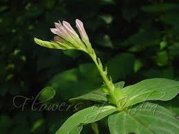 Image result for Spigelia anthelmia