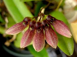 Image result for Bulbophyllum stolzii