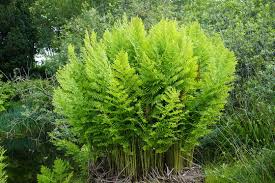 Image result for Osmundaceae