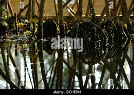 Image result for Rhizophora racemosa