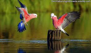 (peribahasa lain yang sama makna: Gambar Hewan Yang Paling Gampang