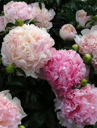 Pin On Flowers