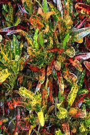 Image result for Croton longipedicellatus