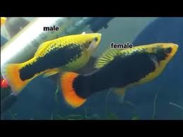 Red Wagtail Plat: Fish Species Profile