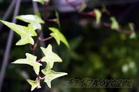 アイビー ヘデラ の管理 育て方や特徴 増やし方 水やり 失敗しないコツをご紹介 Oyageeの植物観察日記