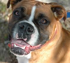 7 what dogs qualify as a boxer? Best Dog Food For Boxers