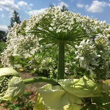 Борщевик сибирский травянистое растение, относящееся к семейству зонтичные. Chem Opasen Borshevik Sosnovskogo Kotoryj Razrastaetsya Pod Irkutskom