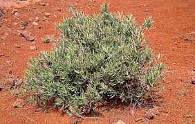 Image result for Lannea virgata