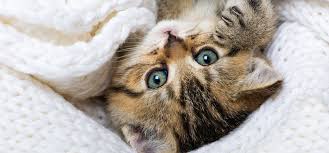 But this is the average time, so sometimes puppies may open their eyes a day or two earlier or later than that. Tips To Take Care Of Unweaned Or Orphaned Kittens Perfect Fit