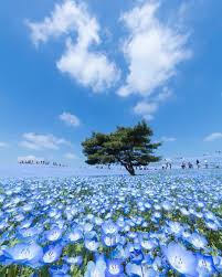 Buy baby blue eyes seeds from swallowtail garden seeds. Visit Japan Overwhelming 4 5 Million Nemophila Baby Blue Eyes Flowers Wave In The Pacific Alo Japan