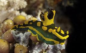 Kết quả hình ảnh cho sên biển