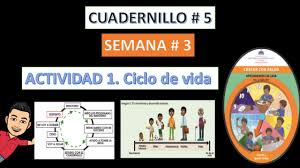 Cuadernillo de matematica para 4to de secunaria. Cuadernillo 5 Ciclo De Vida Semana 3 Actividad 1 De Cuarto A Quinto De Primaria Youtube