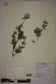 Image result for Blepharis dunensis