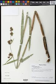 Image result for Hypolytrum heteromorphum