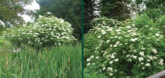 Image result for Sambucus canadensis