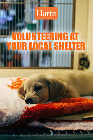 How To Volunteer At Your Local Animal Shelter Hartz Animal Shelter Pet Day Volunteer