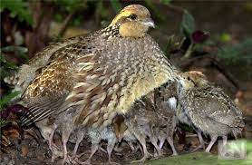 Wachteln halten hühner rassen nutztiere hund und katze deutsche haushalt stiefel katzen projekte. Verwaltungsgericht Osnabruck Wachteln Sind Auch Hennen