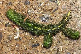 Image result for Lagarosiphon major