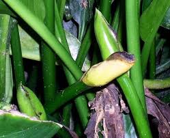 Image result for Centrostachys aquatica