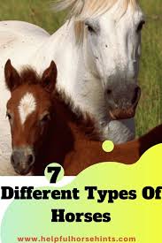 7 Different Types Of Horses Descriptions And Popular Breeds Horses Types Of Horses Different Horse Breeds